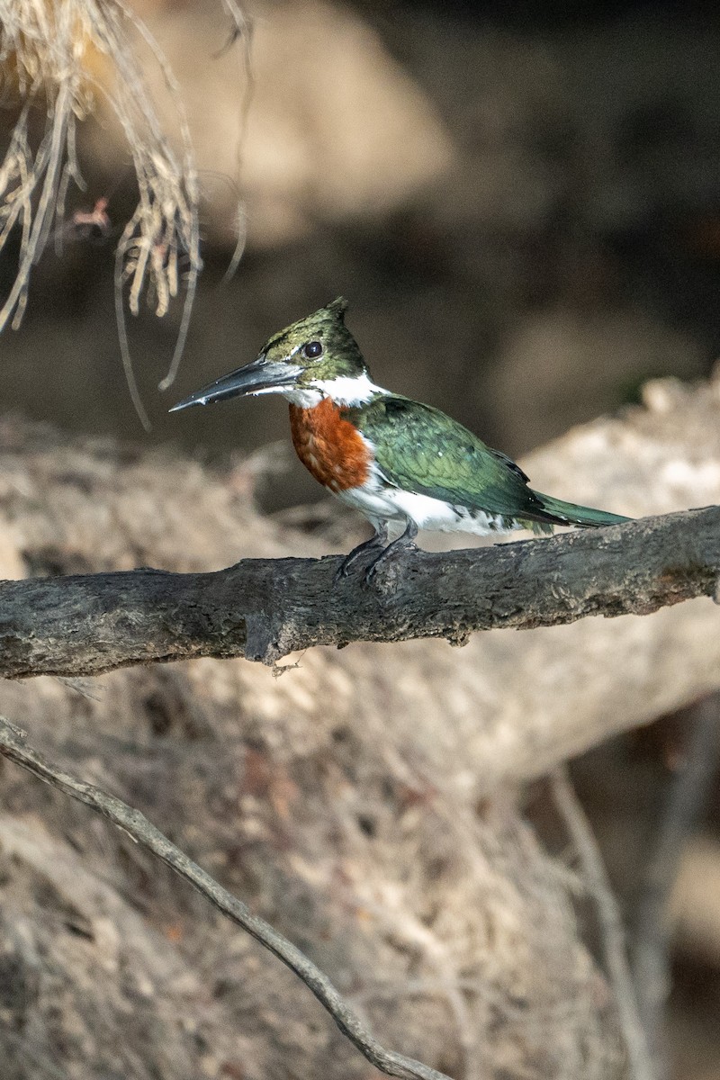 Amazon Kingfisher - ML545289751