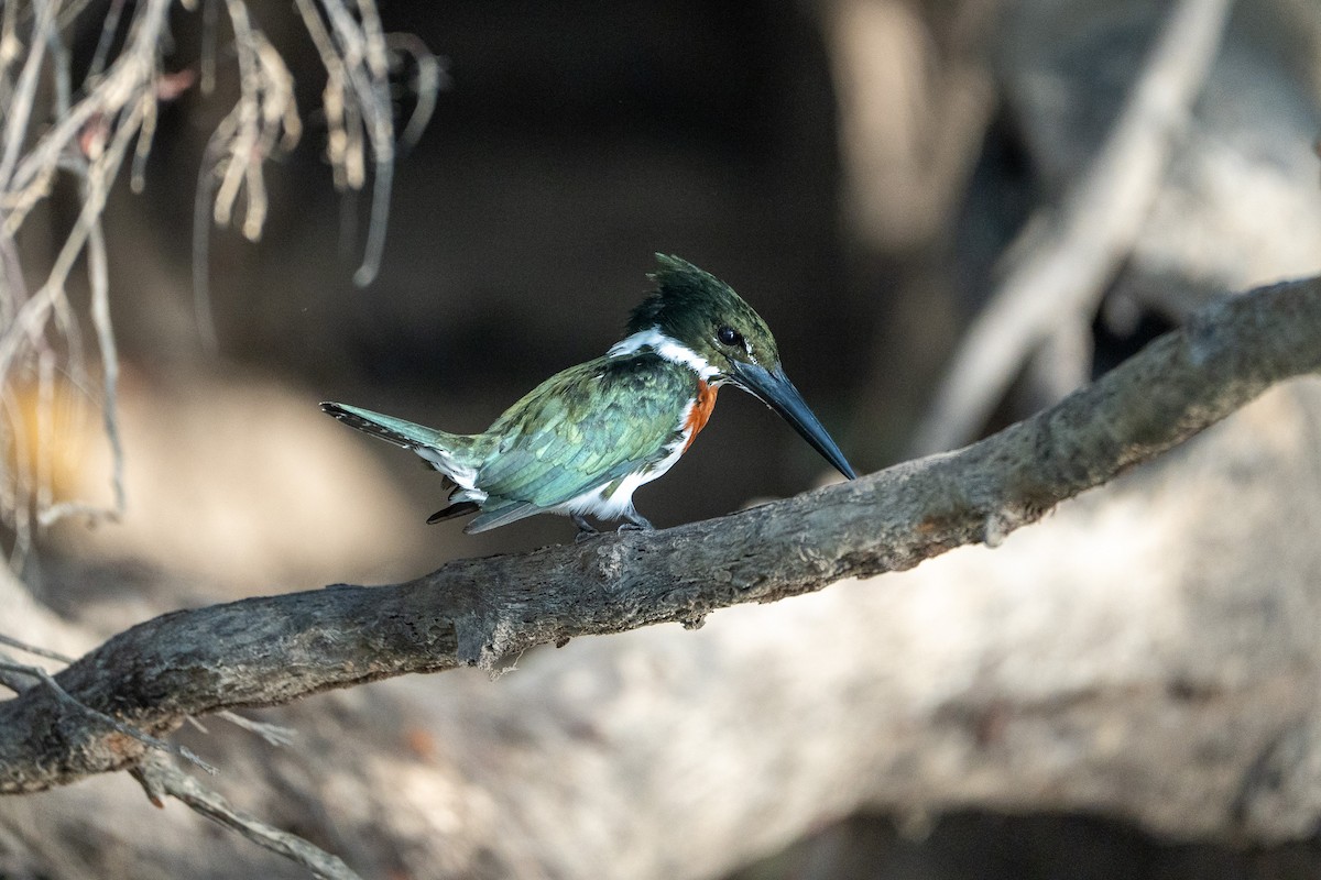 Amazon Kingfisher - ML545289821