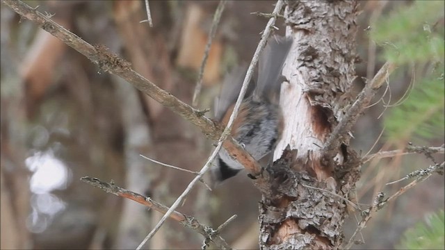 Mésange à tête brune - ML545290491