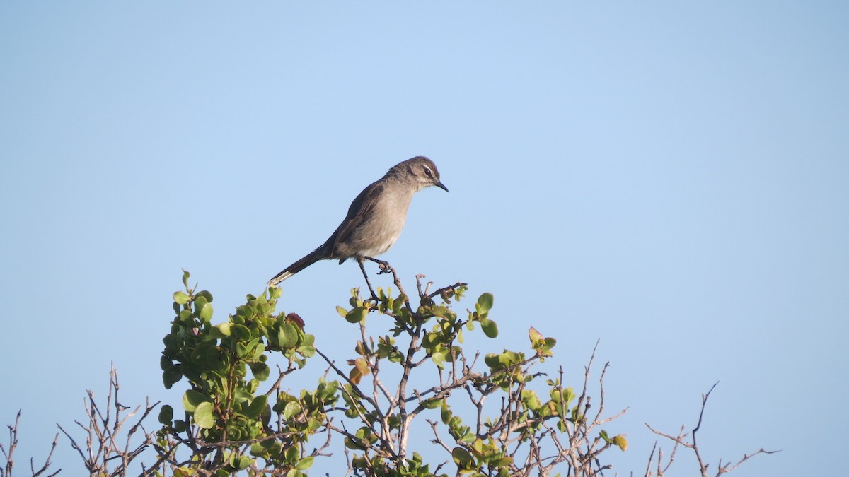 Karoo Scrub-Robin - ML545290561