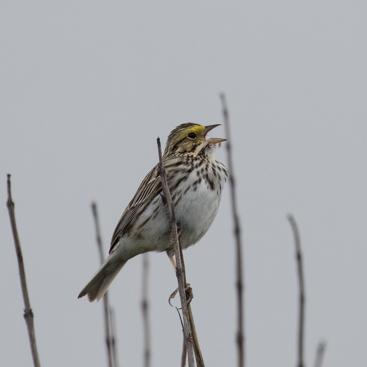 Savannah Sparrow - Ken Chamberlain