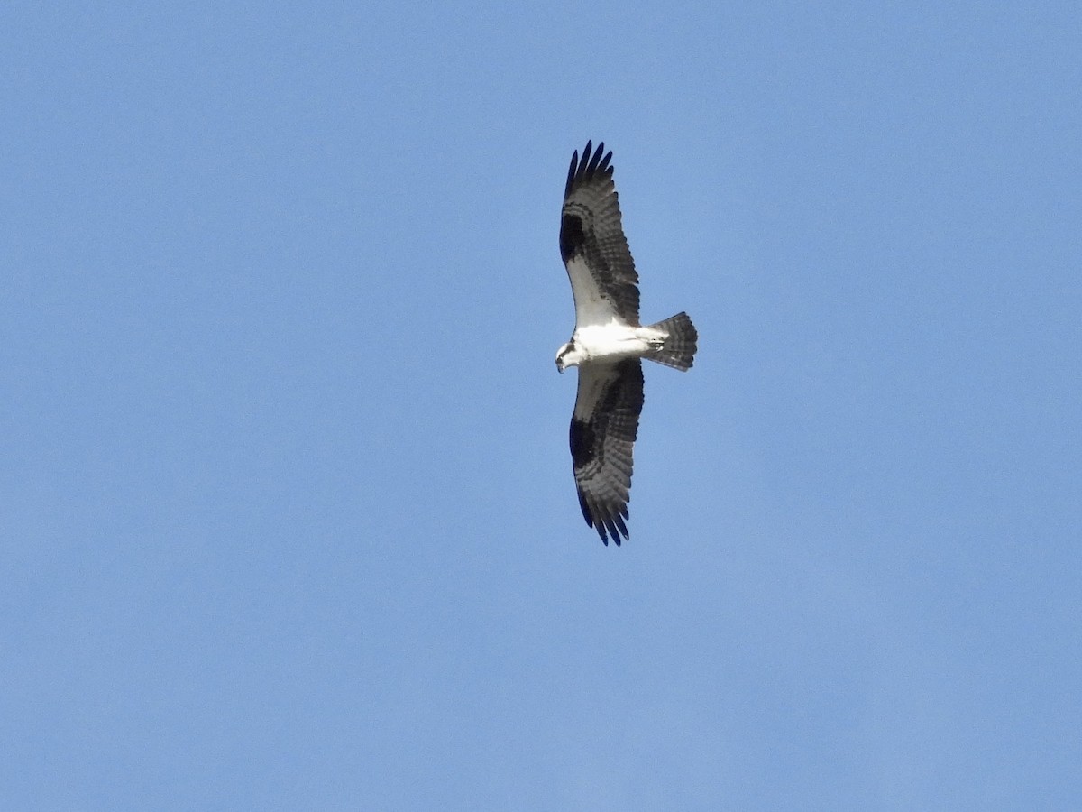 Águila Pescadora - ML545291251