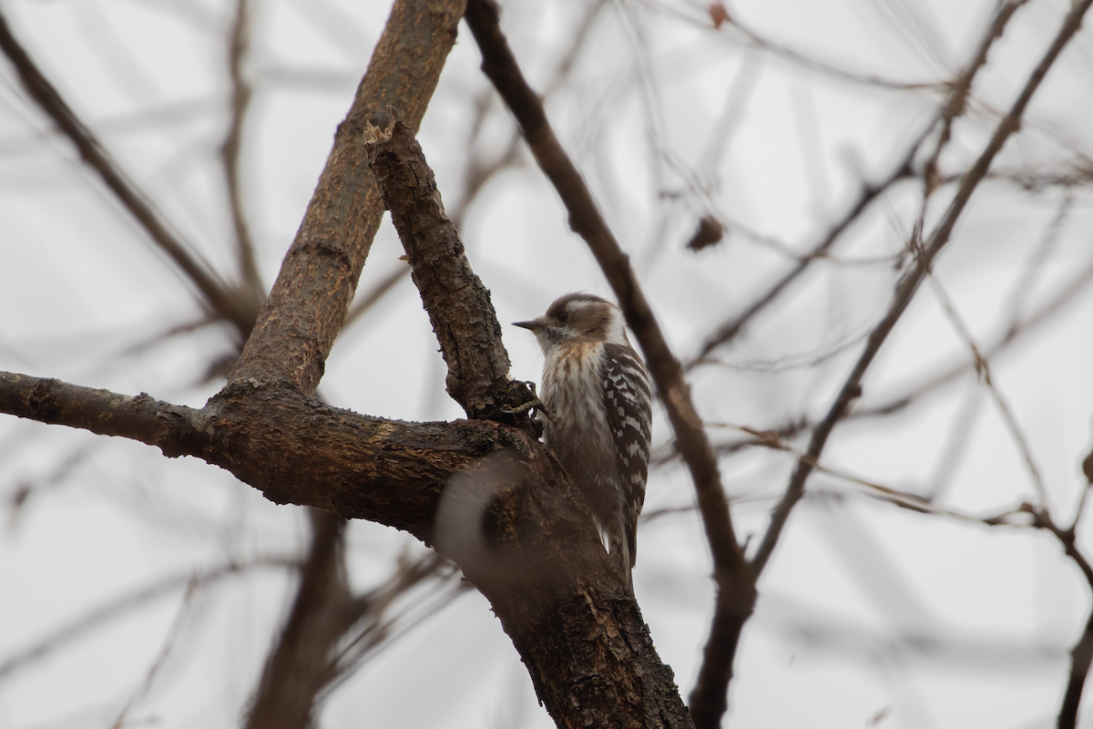 Japanese Pygmy Woodpecker - ML545291291