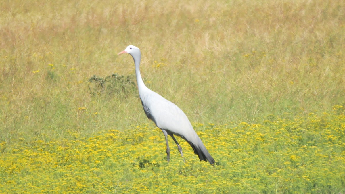 Blue Crane - ML545291681