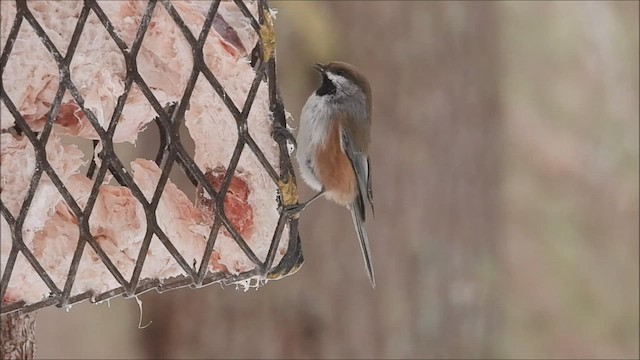 Mésange à tête brune - ML545292251