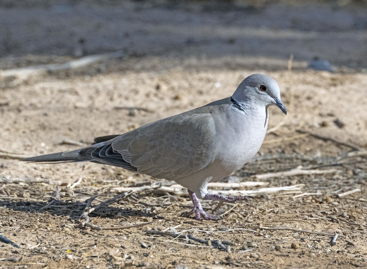 Eurasian Collared-Dove - Greg Courtney