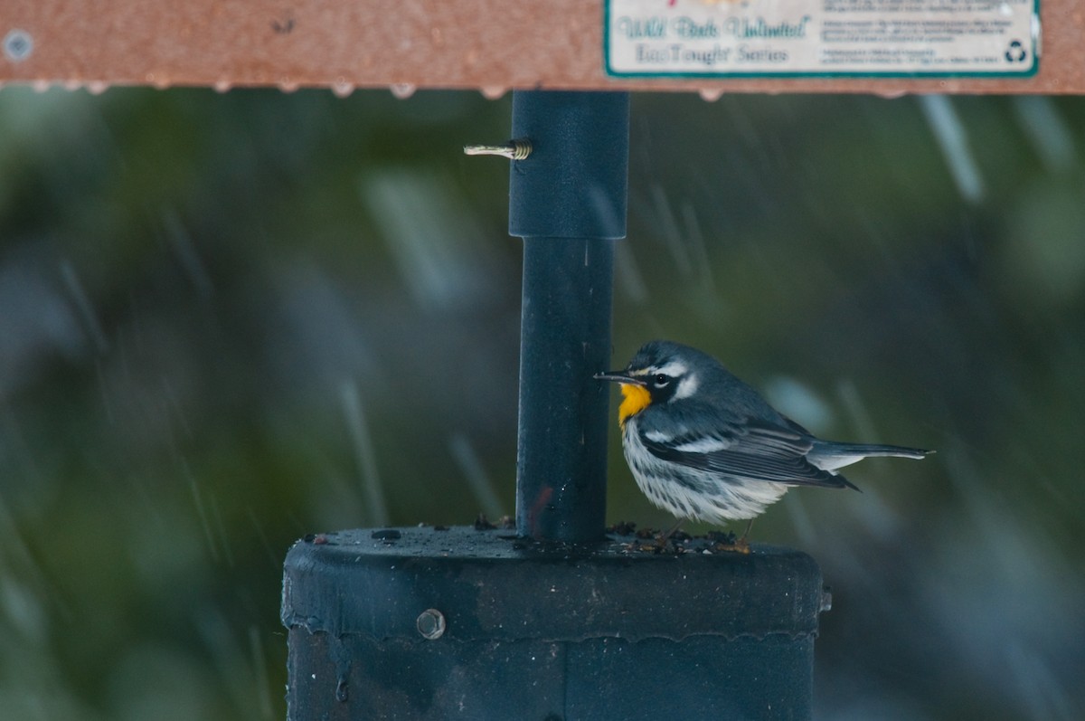 Yellow-throated Warbler - ML54529391