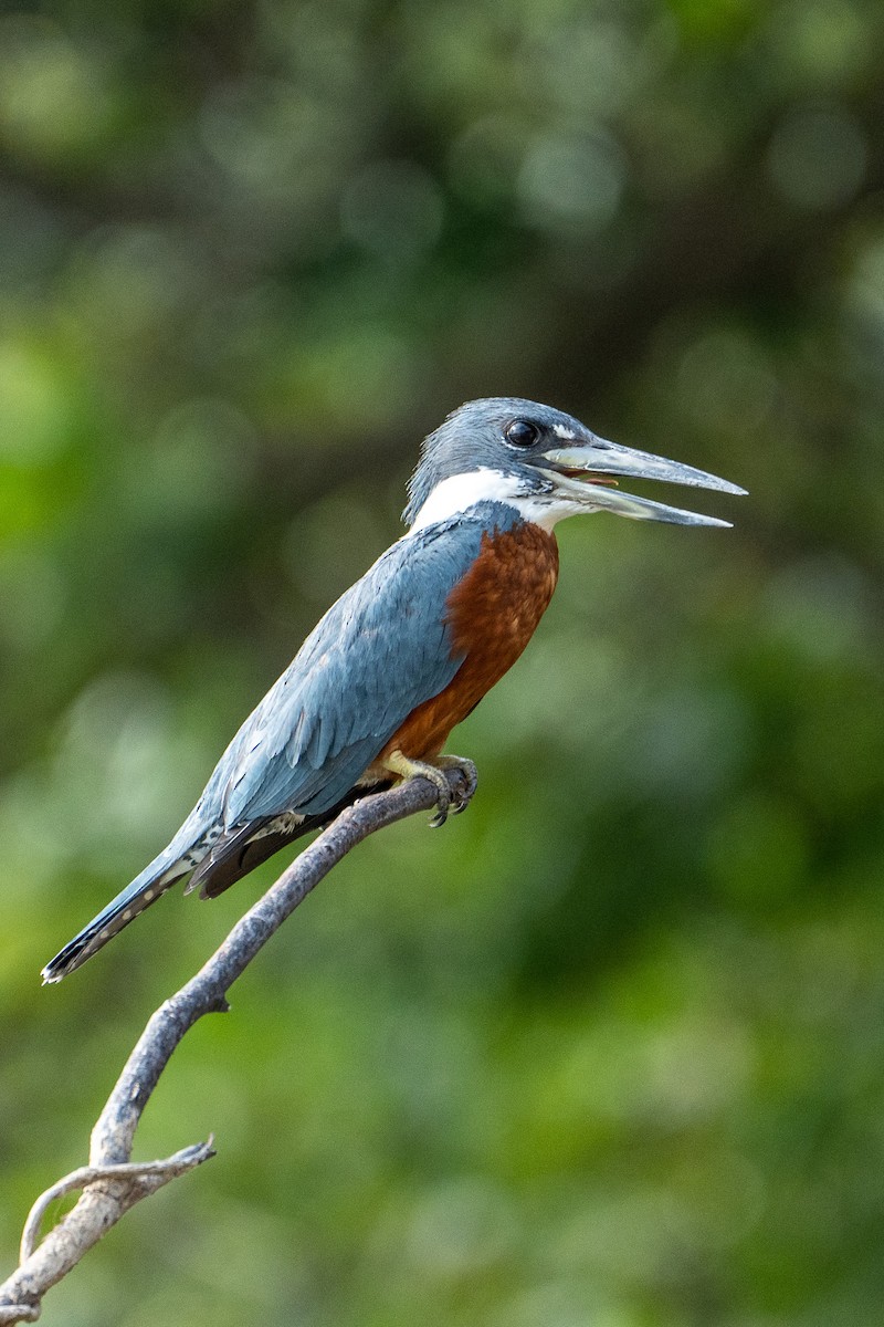 Ringed Kingfisher - ML545294071