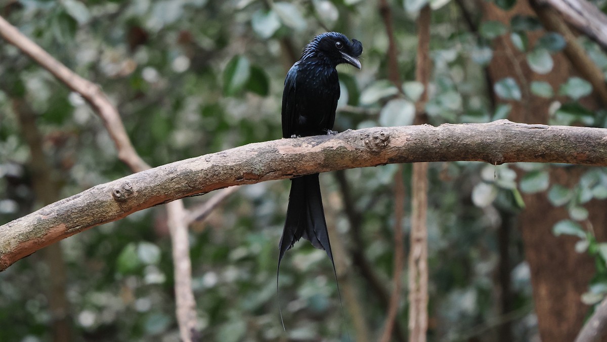 Greater Racket-tailed Drongo - ML545294281