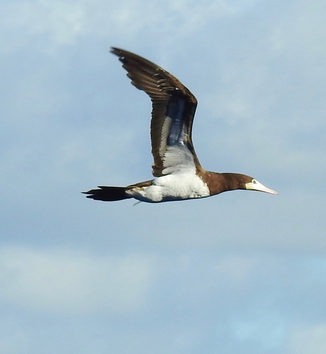 Brown Booby - ML545294871