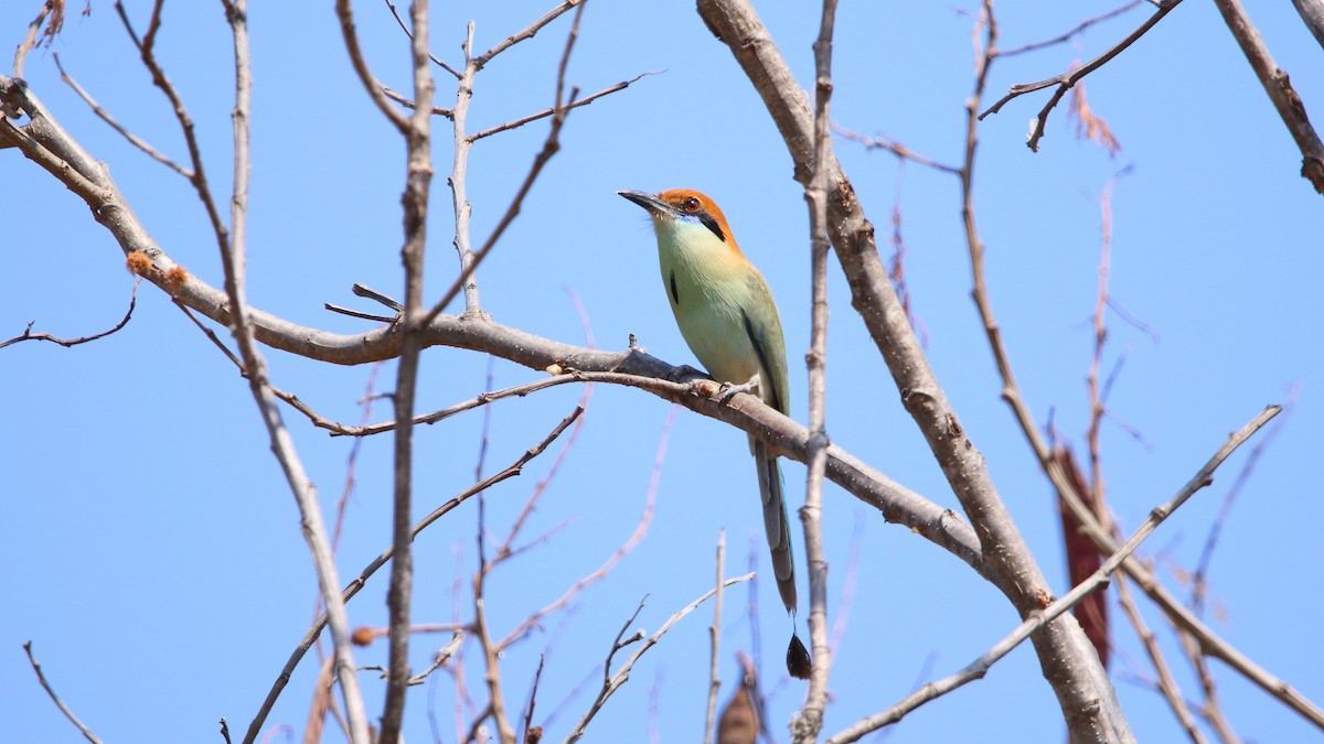 Russet-crowned Motmot - ML545295391