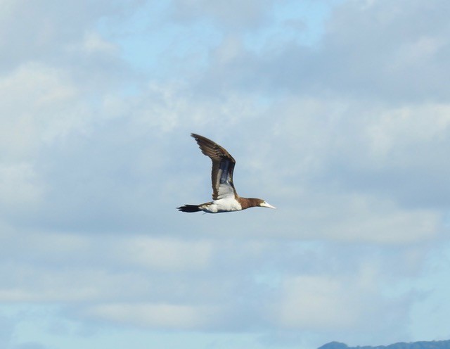 Brown Booby - ML545295611