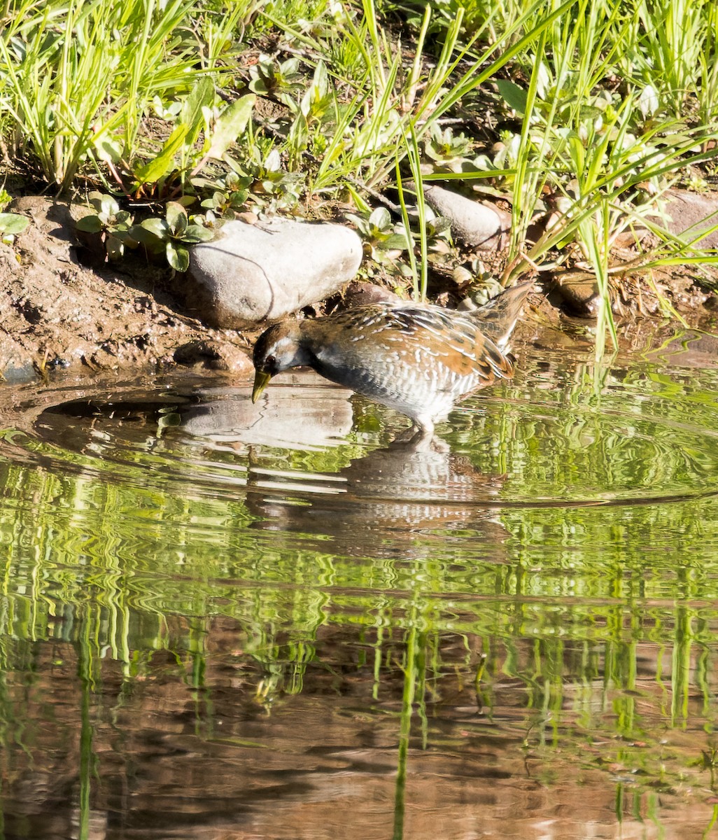 Polluela Sora - ML545296931