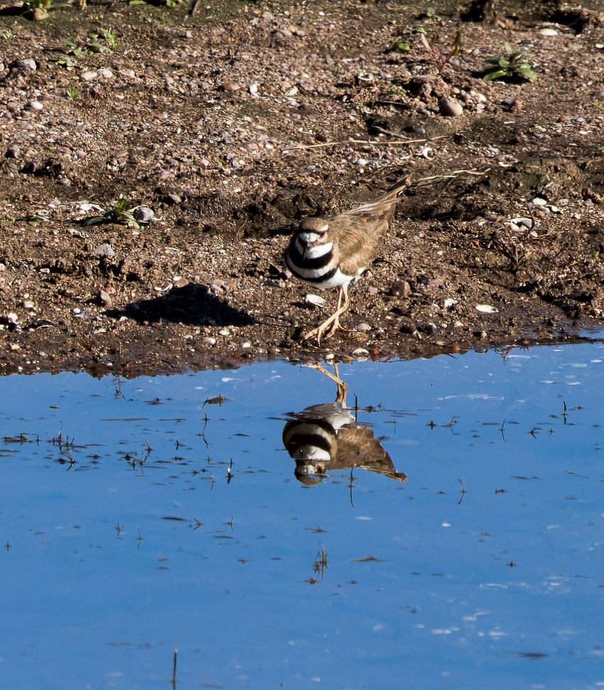 Killdeer - ML545297001