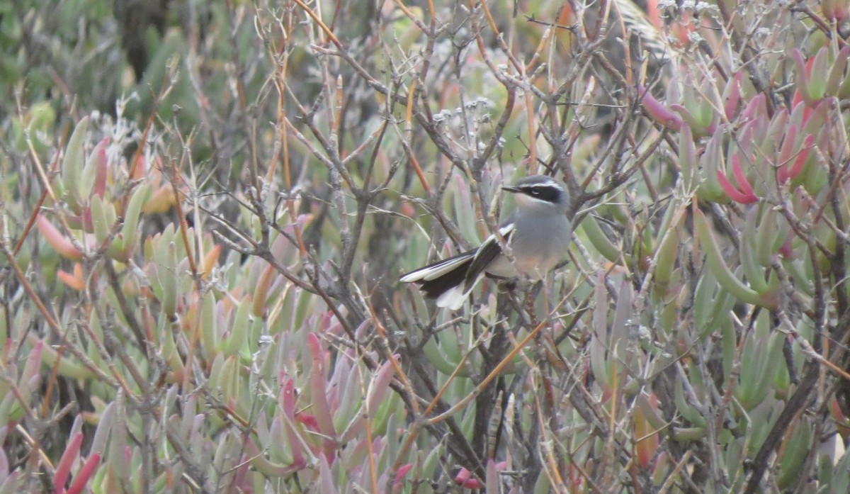 Fairy Flycatcher - ML545297221