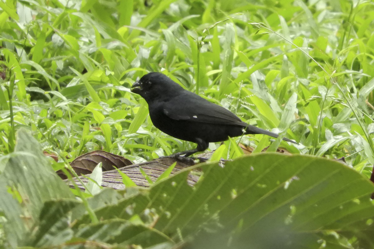 Variable Seedeater (Black) - Don Danko