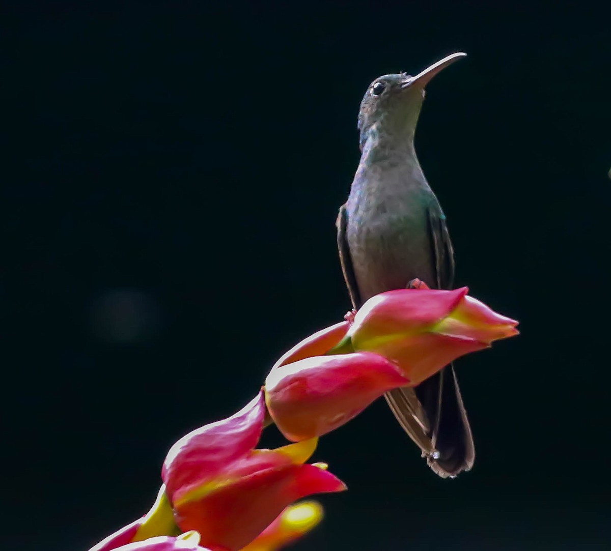 kolibřík křivozobý - ML545299961