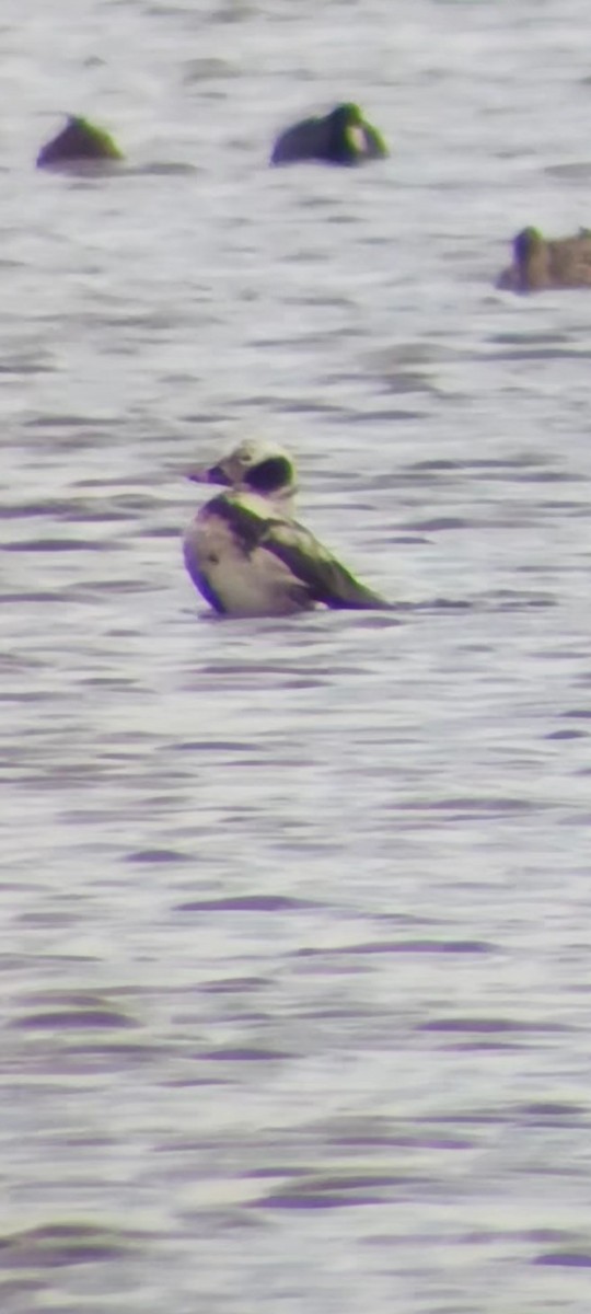 Long-tailed Duck - ML545301101