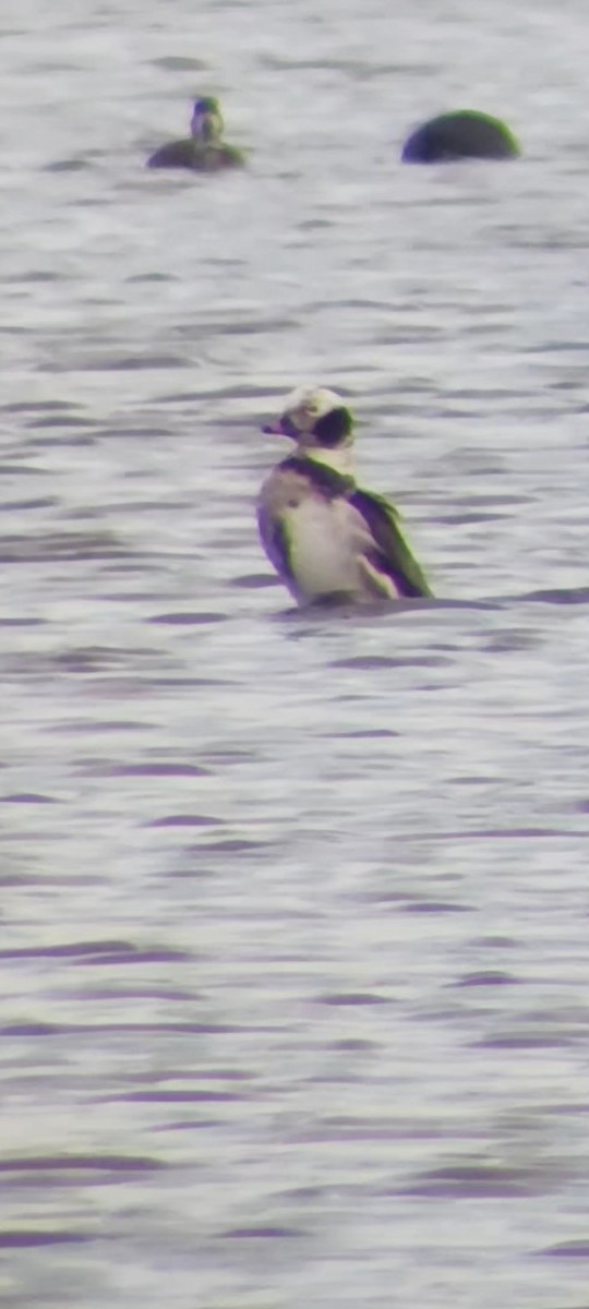 Long-tailed Duck - ML545301111