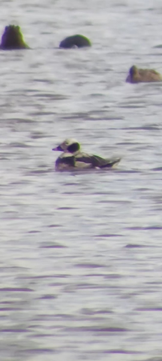 Long-tailed Duck - ML545301121