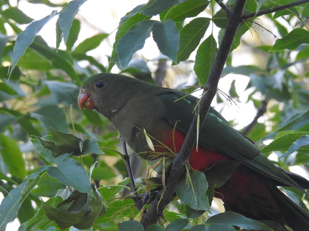 Australian King-Parrot - Deepak Vadi