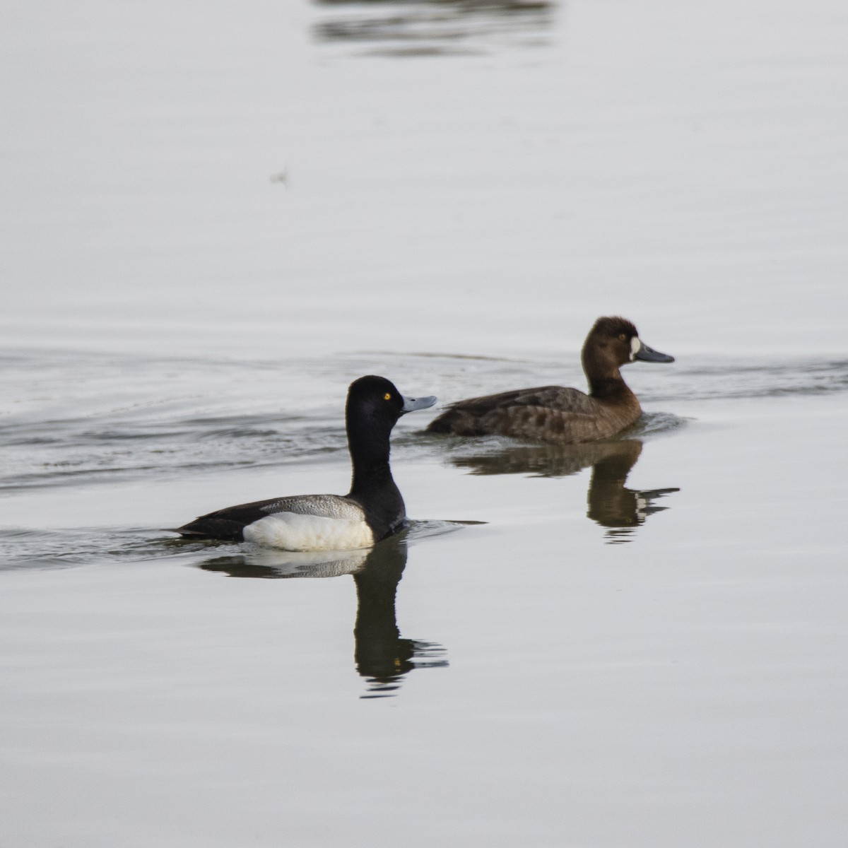 Lesser Scaup - ML545302381