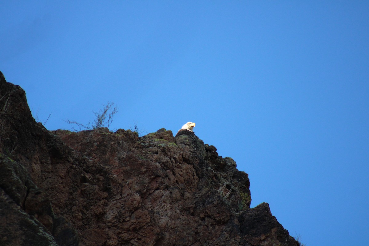 Белоголовый орлан - ML545302441