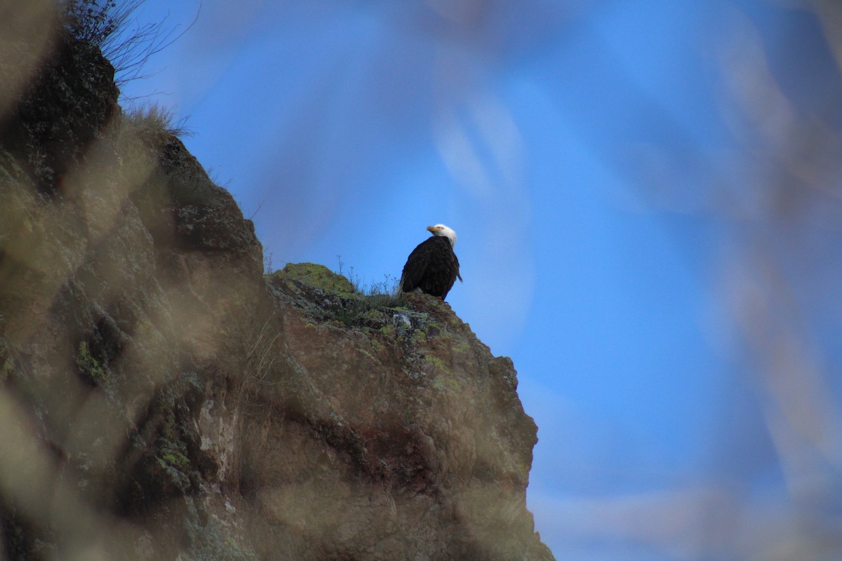 Weißkopf-Seeadler - ML545302451