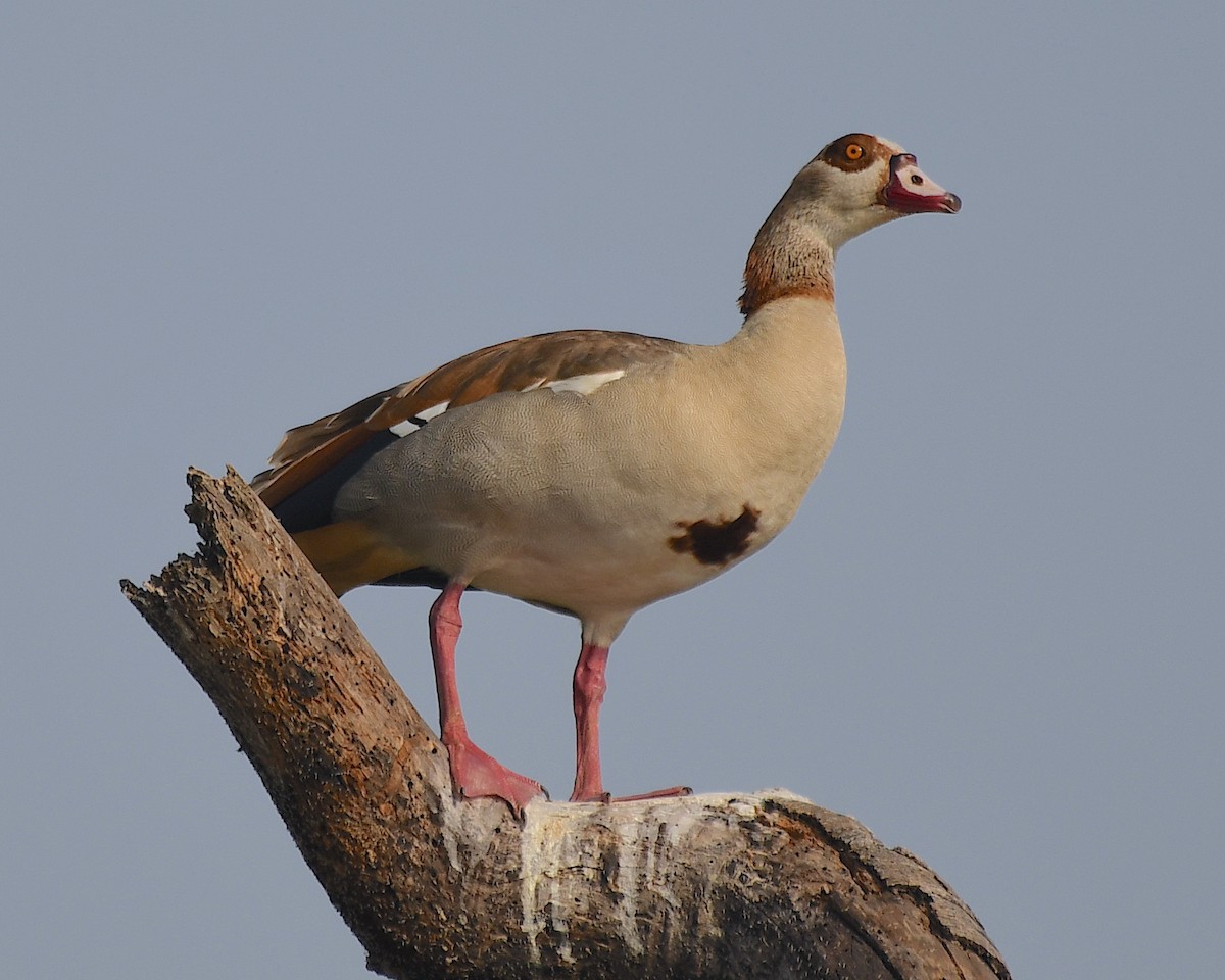 Egyptian Goose - Ted Wolff