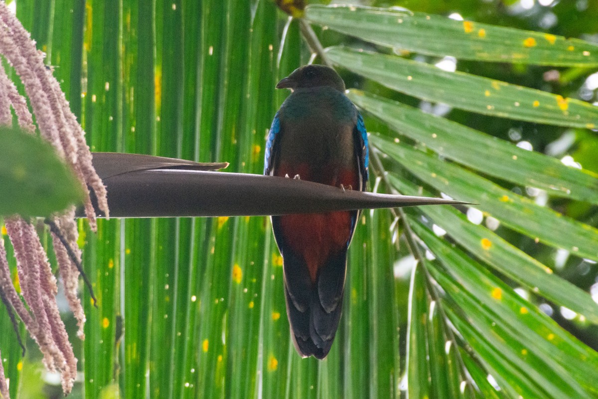 Golden-headed Quetzal - ML545302631