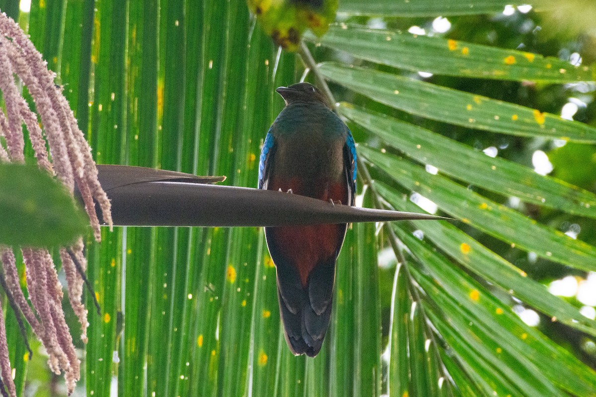 Golden-headed Quetzal - ML545302641