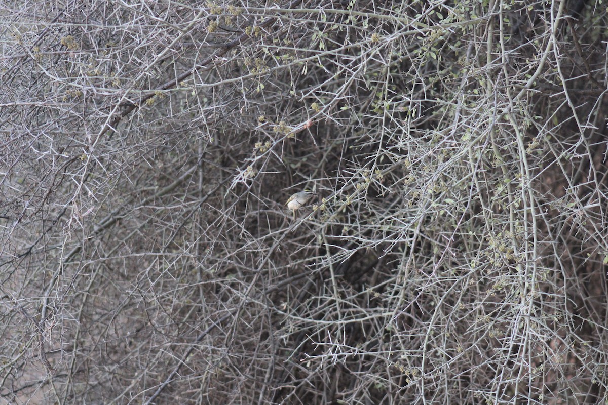 Golden-crowned Kinglet - steve boyack