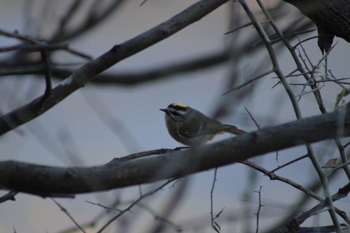 Golden-crowned Kinglet - steve boyack