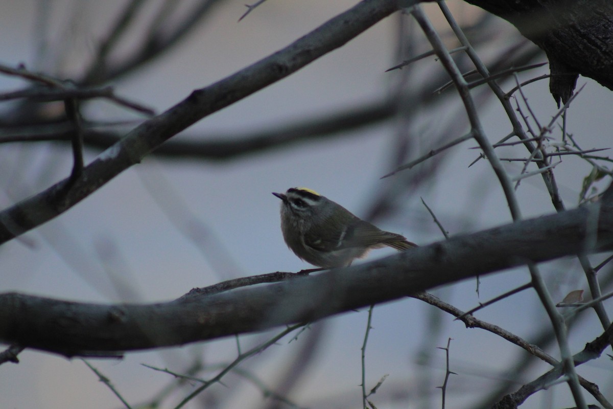 Golden-crowned Kinglet - steve boyack