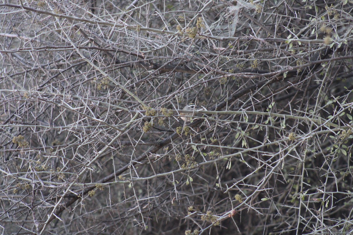 Golden-crowned Kinglet - steve boyack