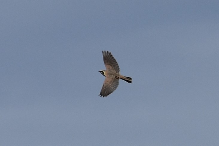 Horned Lark - ML545303061