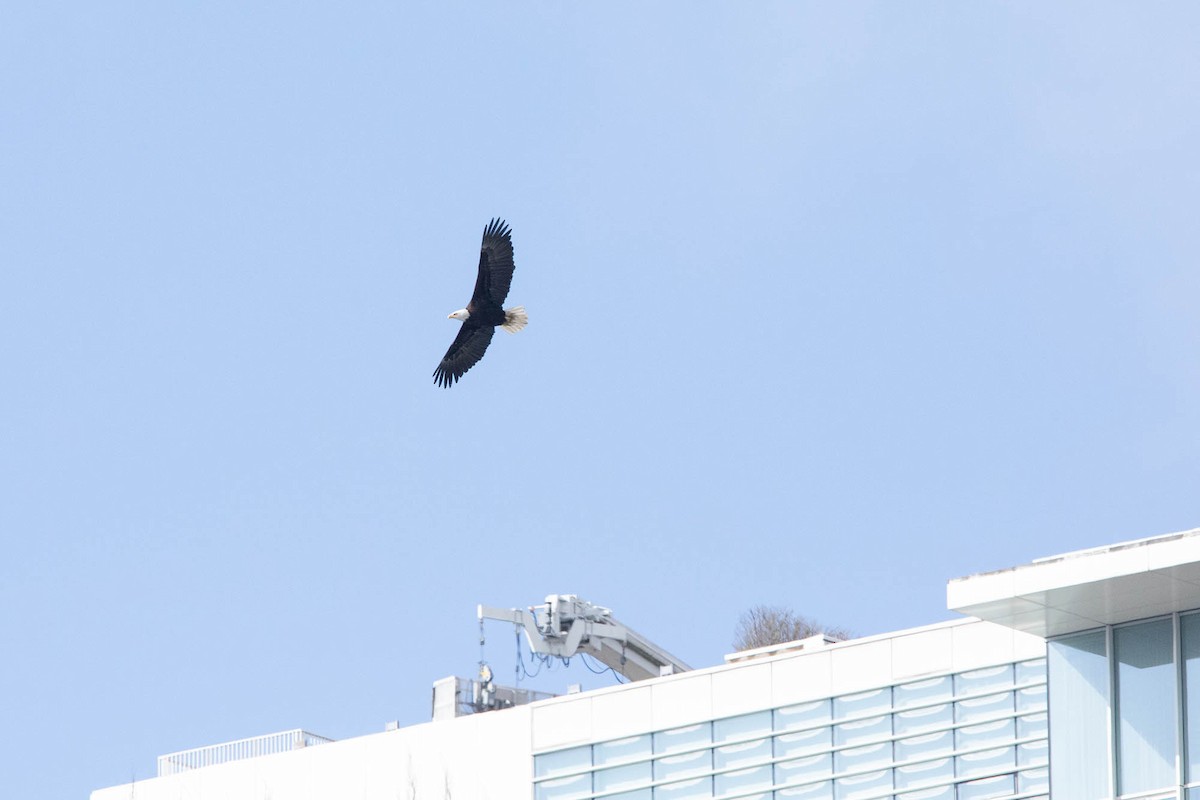 Bald Eagle - ML545304051