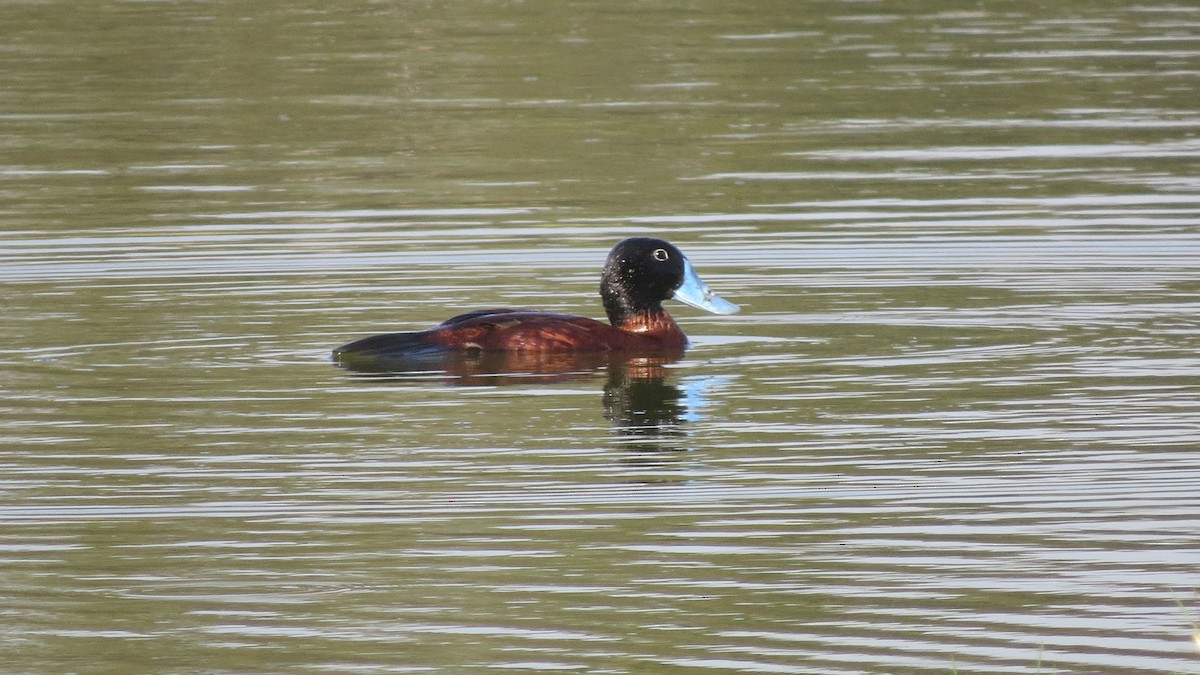 Maccoa Duck - ML545304561