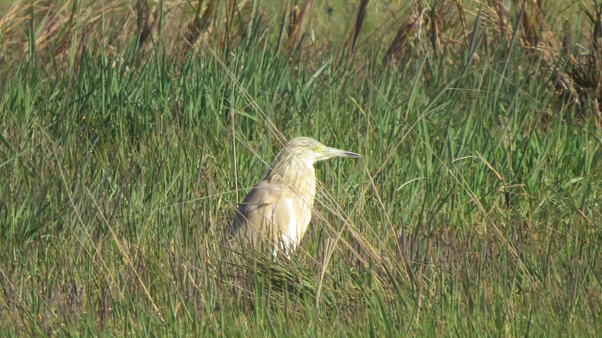 Squacco Heron - ML545304631