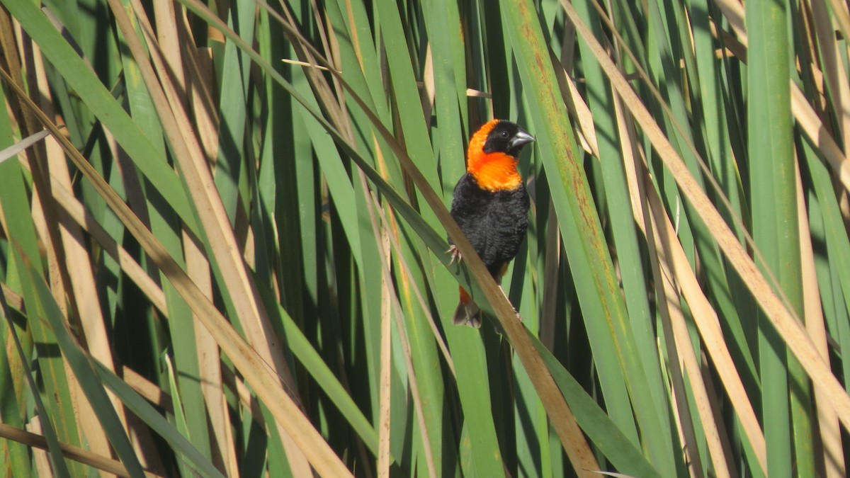 Southern Red Bishop - ML545304701