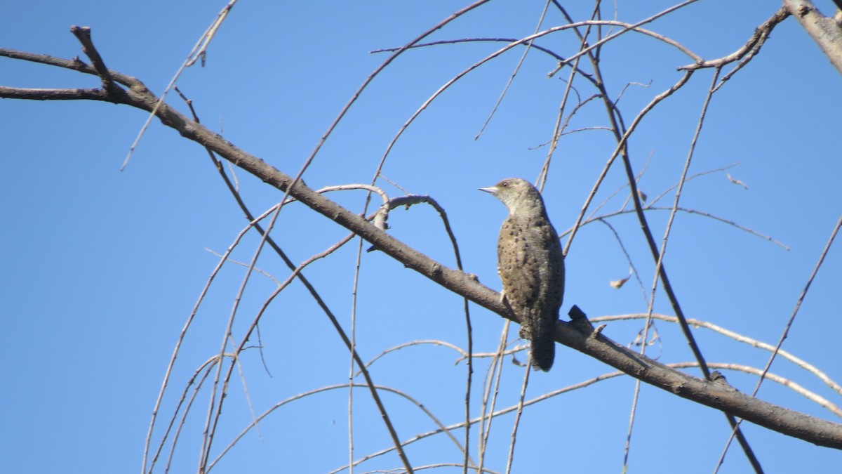 Red-throated Wryneck - ML545304721