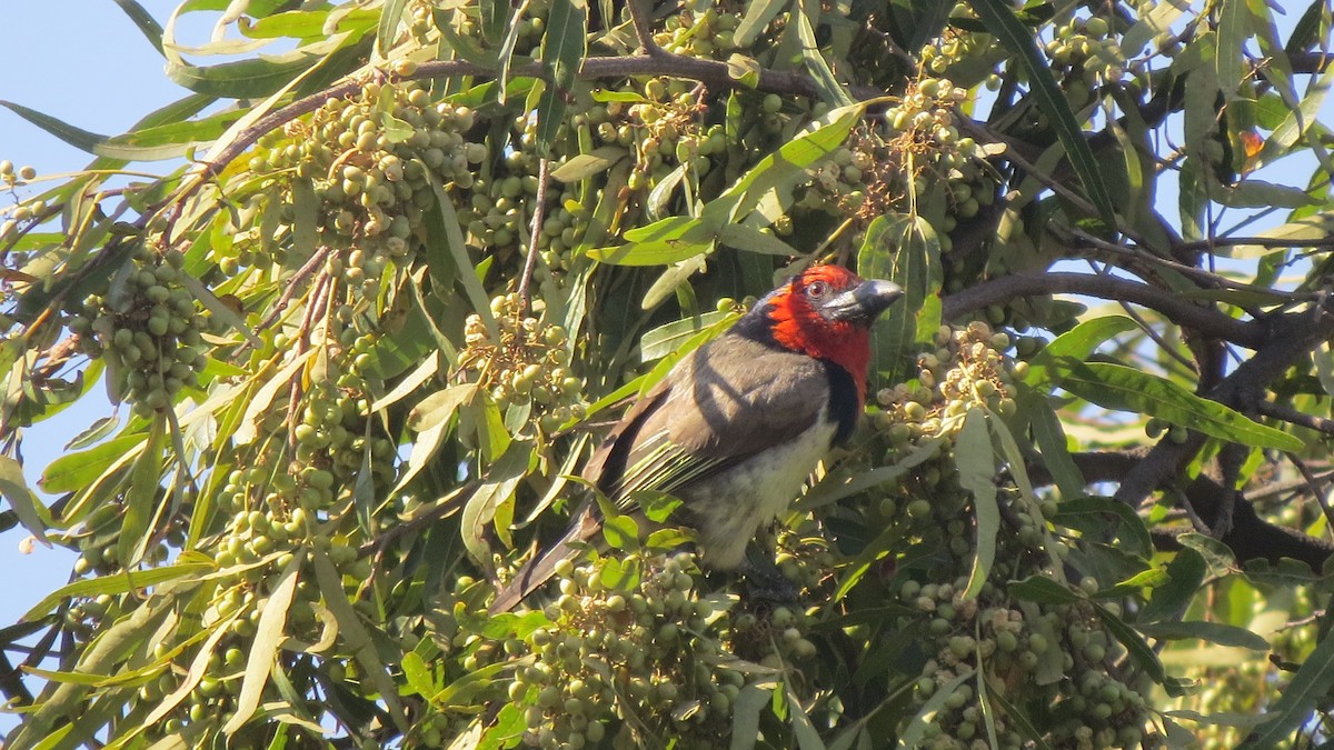 Black-collared Barbet - ML545304751