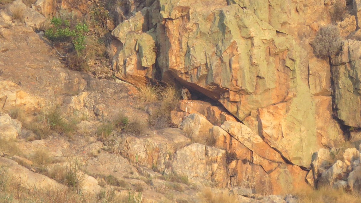 Cape Eagle-Owl - ML545305521