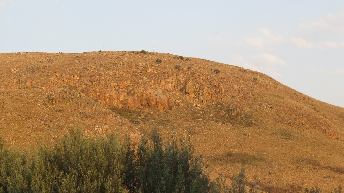 Cape Eagle-Owl - ML545305551