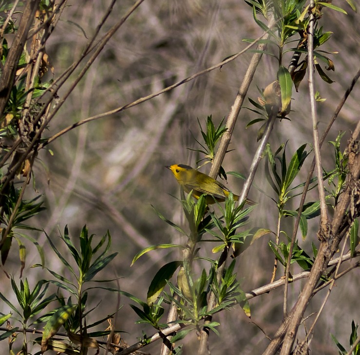 Wilson's Warbler - ML545308221