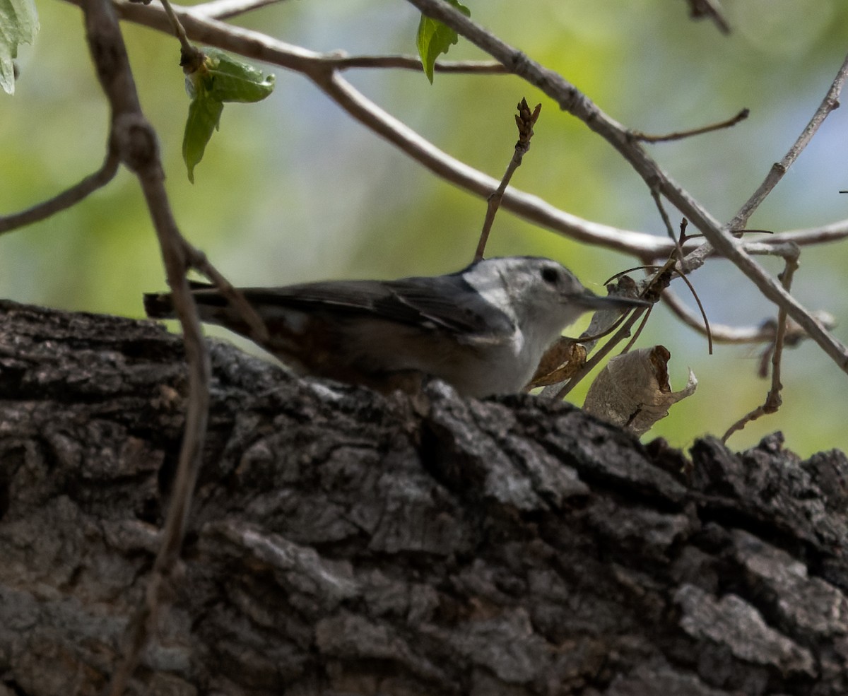 White-breasted Nuthatch - ML545308981