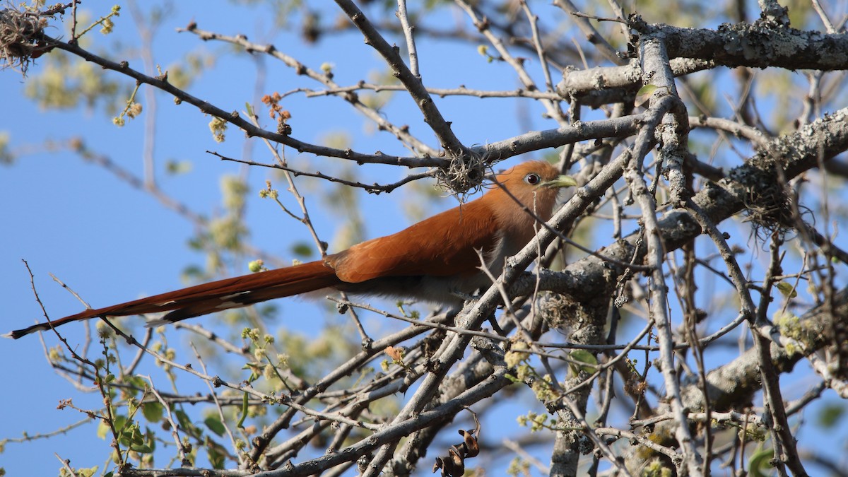 Squirrel Cuckoo (West Mexico) - ML545309161