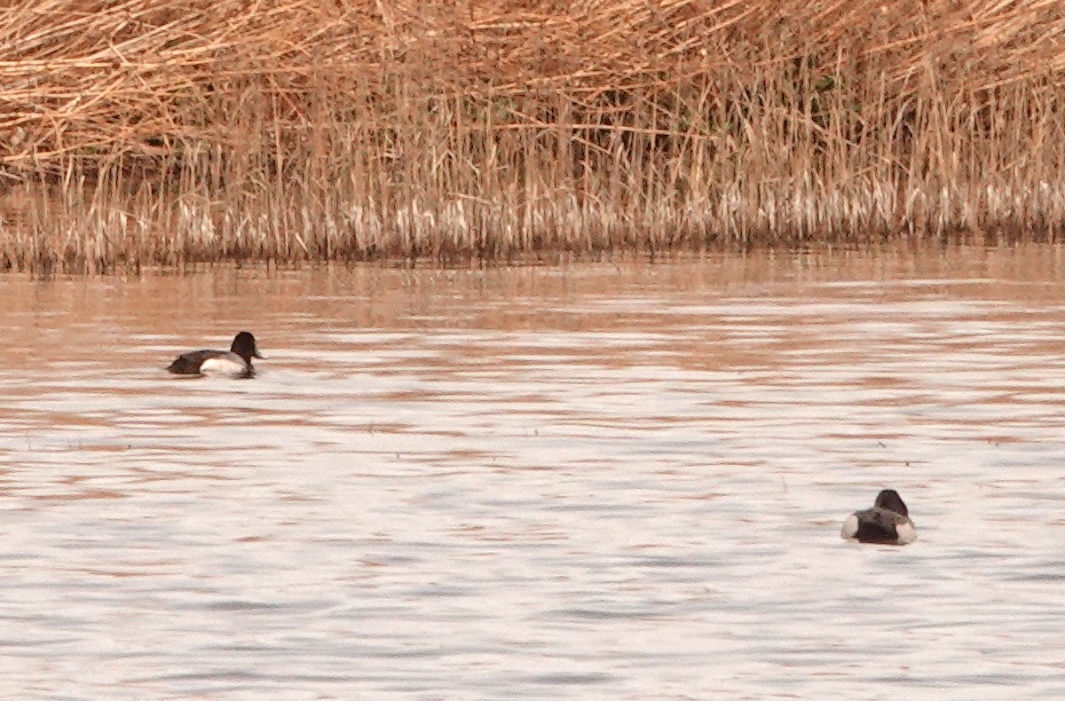 Lesser Scaup - ML545309341