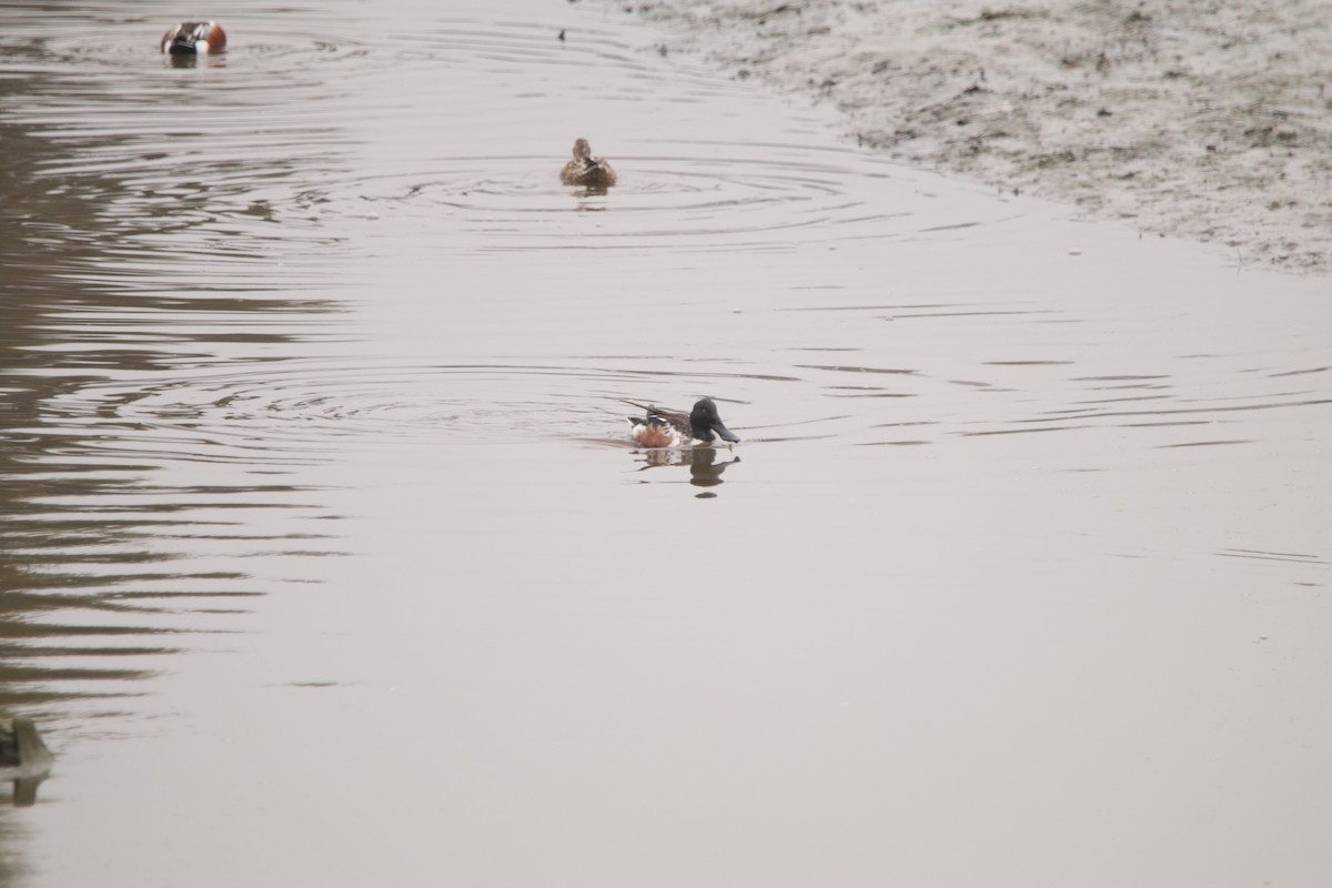 Northern Shoveler - ML545309811