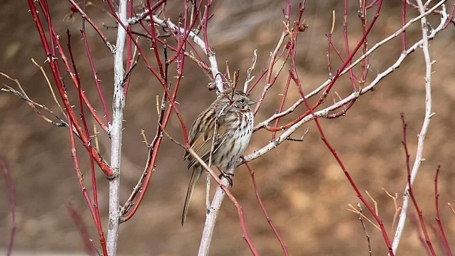 Song Sparrow - ML545310131